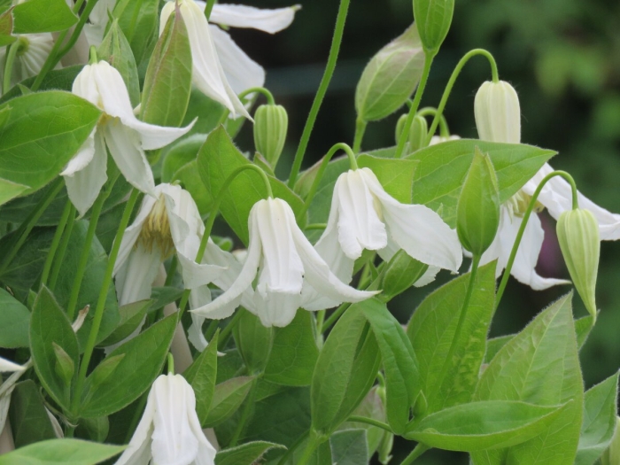 Клематис интегрифолия альба