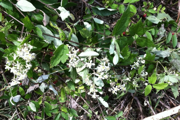 Клематис вирджиниана