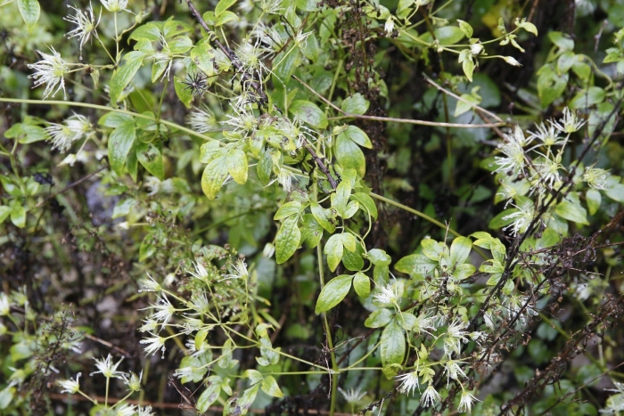 Клематис виноградолистный