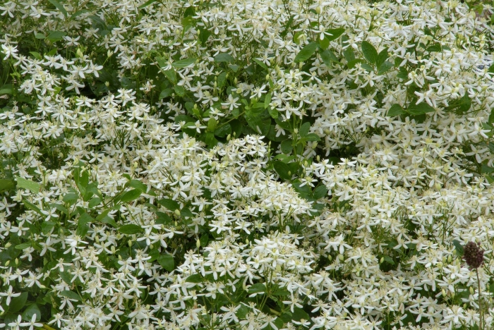 Клематис жгучий мелкоцветковый