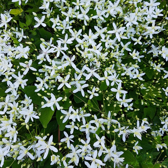 Клематис кустовой альба