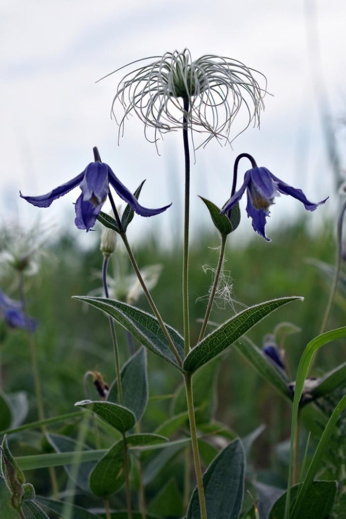 Клематис интегрифолия