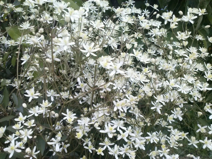 Клематис ректа