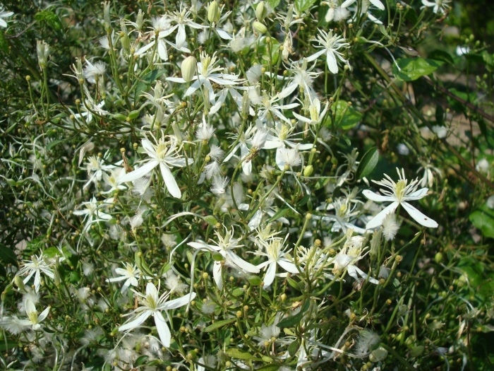 Клематис ломонос clematis flammula