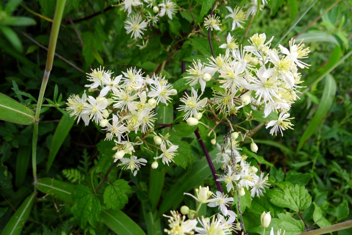 Клематис мелкоцветковый белый ломонос