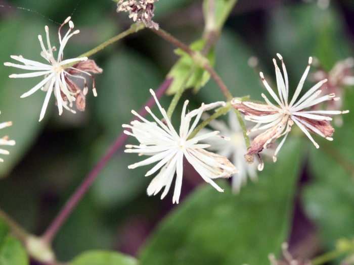 Ломонос виргинский