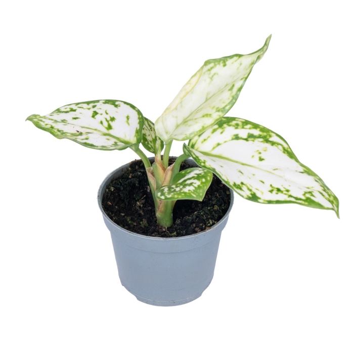 Аглаонема сноуфлейк