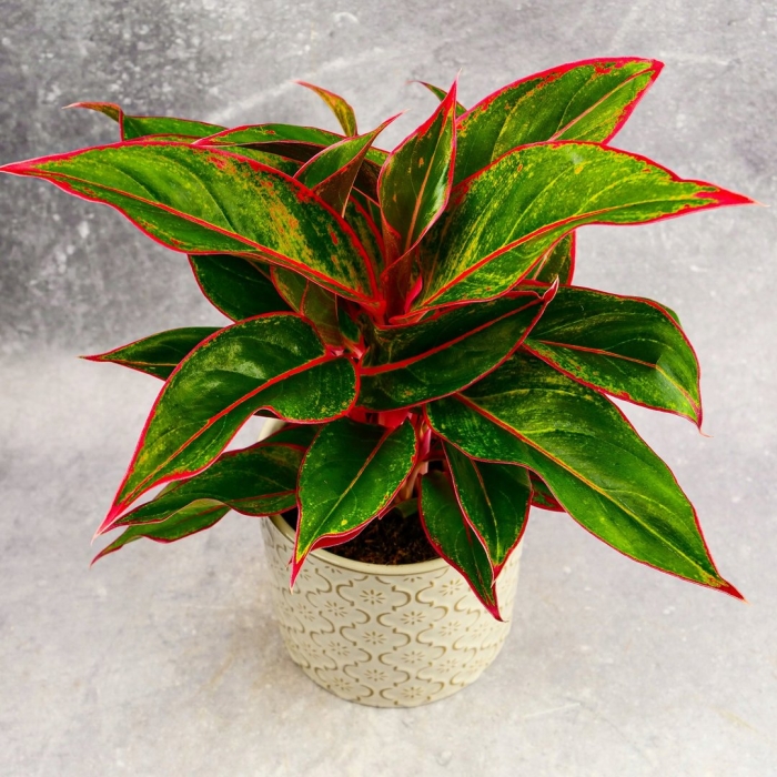 Аглаонема филодендрон