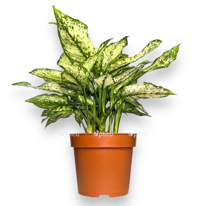 Аглаонема ферст даймонд