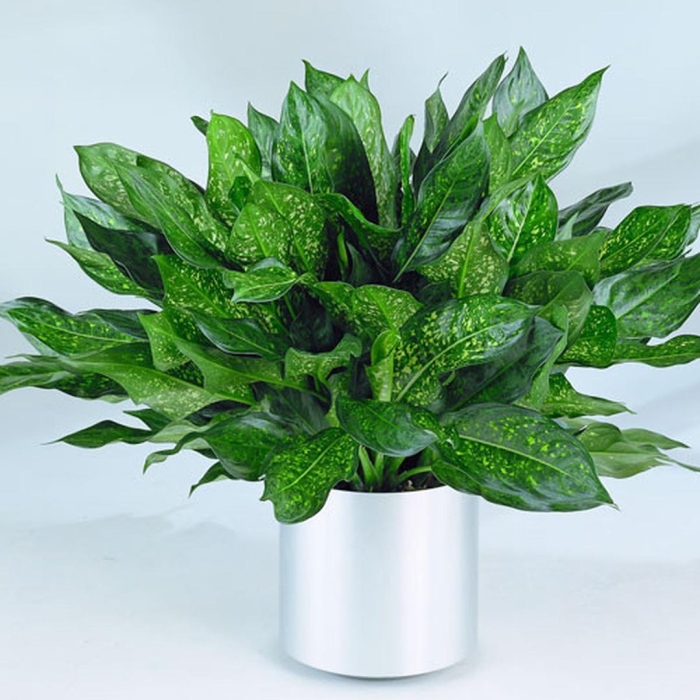 Аглаонема emerald