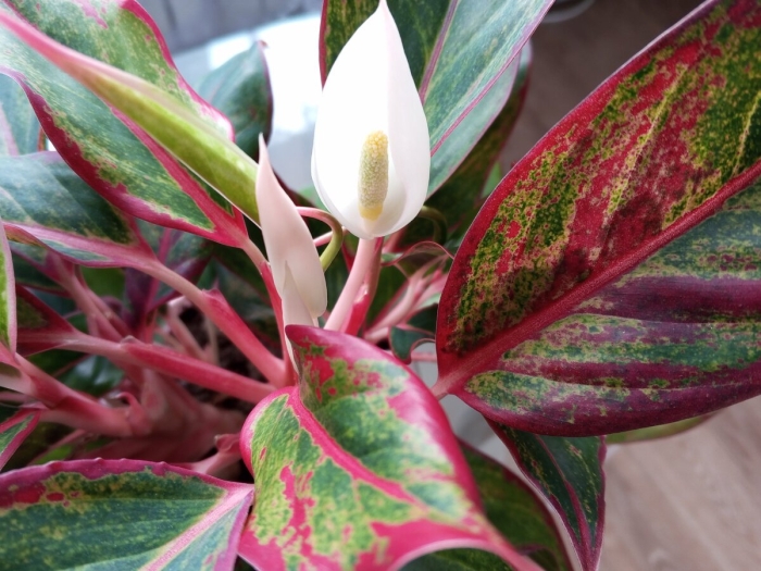 Аглаонема крит цветок