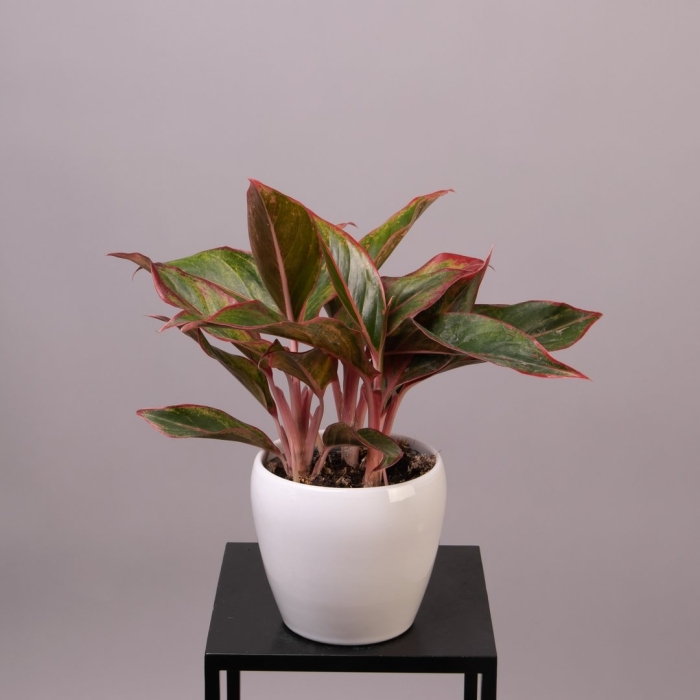 Аглаонема крит 12 h25-35 см