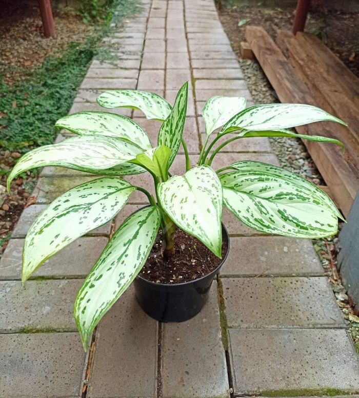 Сильвер квин аглаонема