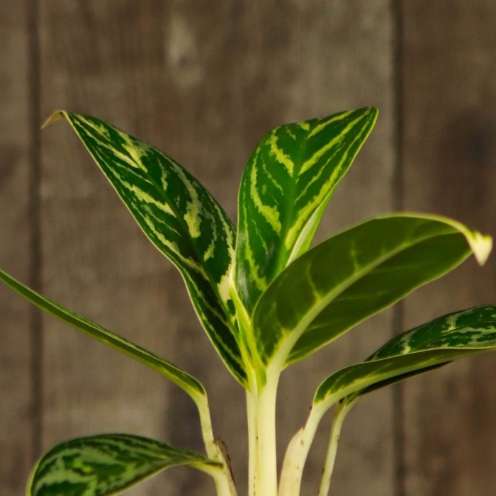 Аглаонема лимон лайм