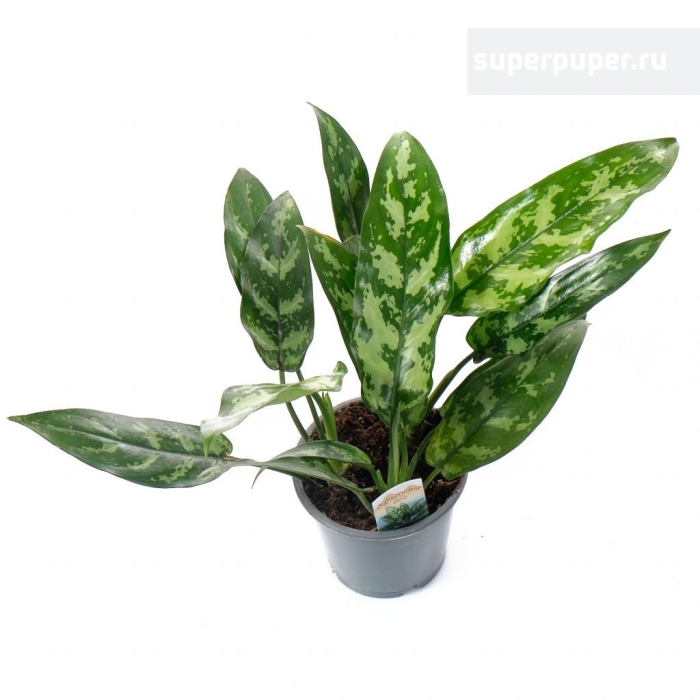 Аглаонема d12 h25