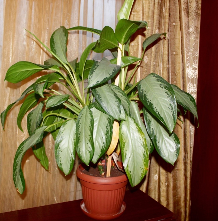 Сильвер бей аглаонема