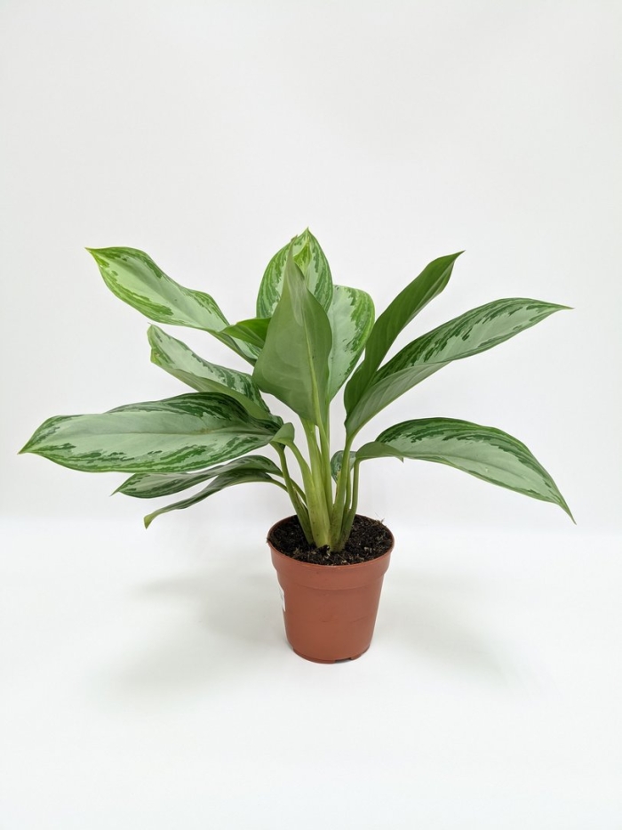 Аглаонема сильвер bay