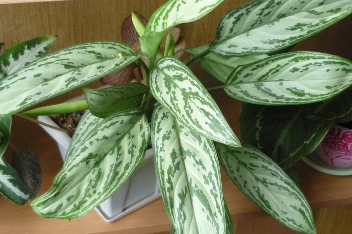 Аглаонема сильвер кинг