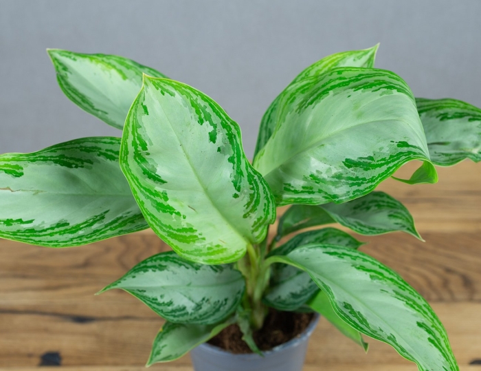 Аглаонема silver queen