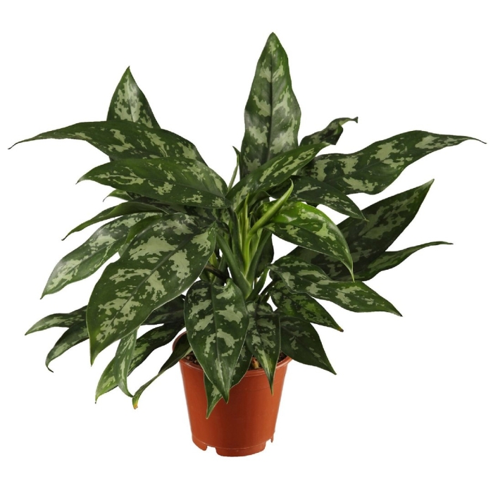 Аглаонема крит+lechuza delta 20