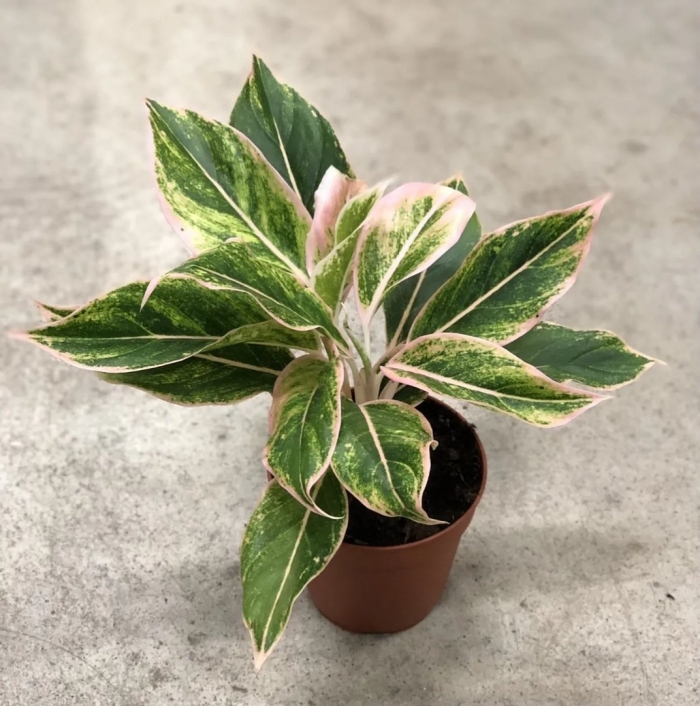 Аглаонема пинк аврора