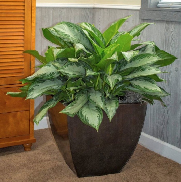 Спатифиллум комнатное растение