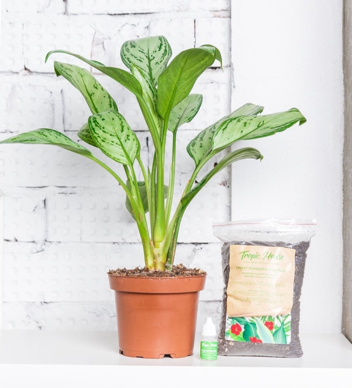 Растение аглаонема