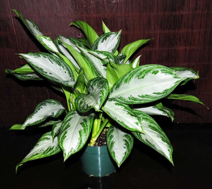 Аглаонема костатум