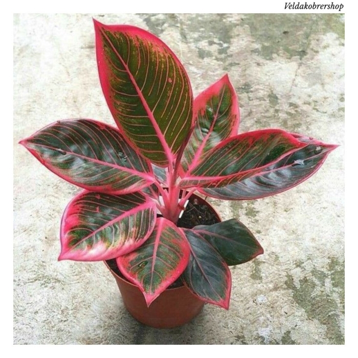 Аглаонема ханза