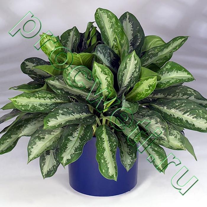 Аглаонема продолговатолистная