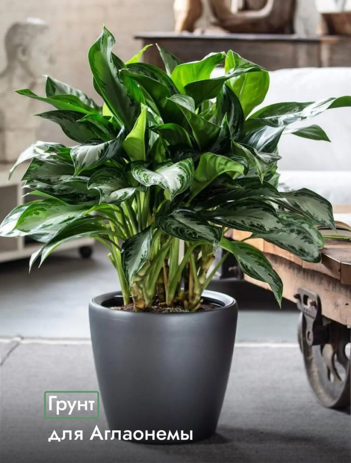Аглаонема сильвер бэй