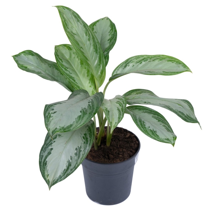 Аглаонема сильвер