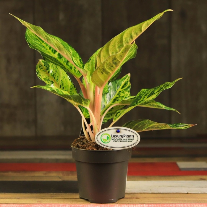 Аглаонема шартрез претти