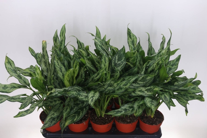 Аглаонема грин леди