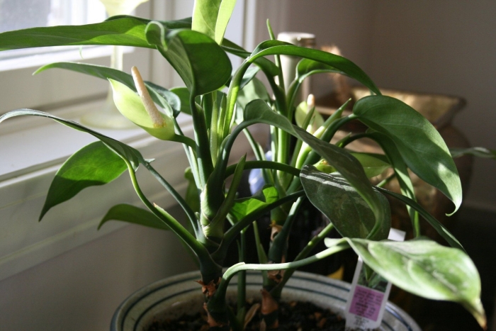 Аглаонема стыдливая