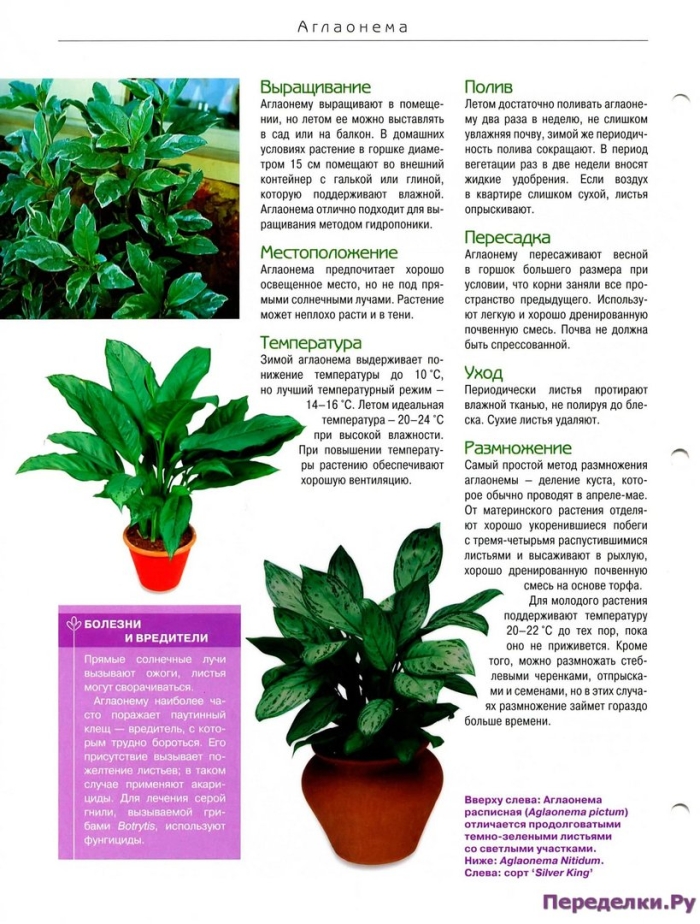 Цветок аглаонема грунт