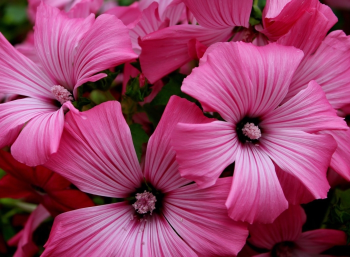 Лаватера цветок