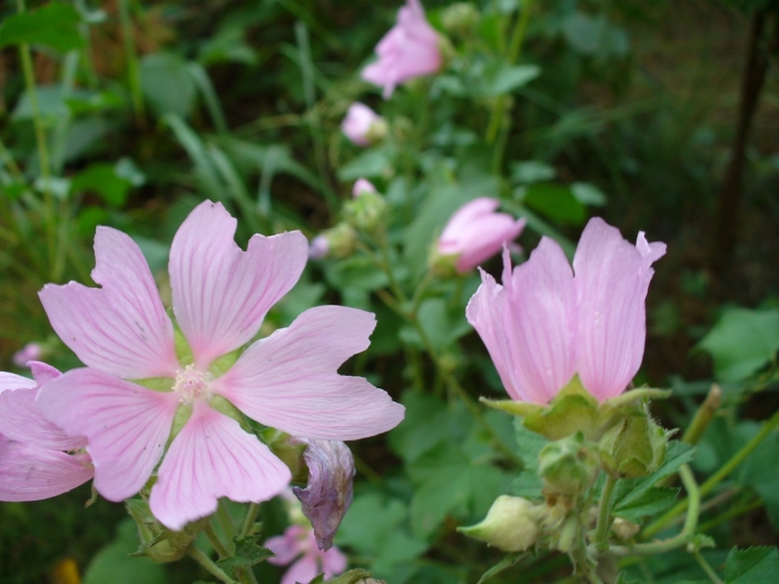 Просвирник мальва лесная