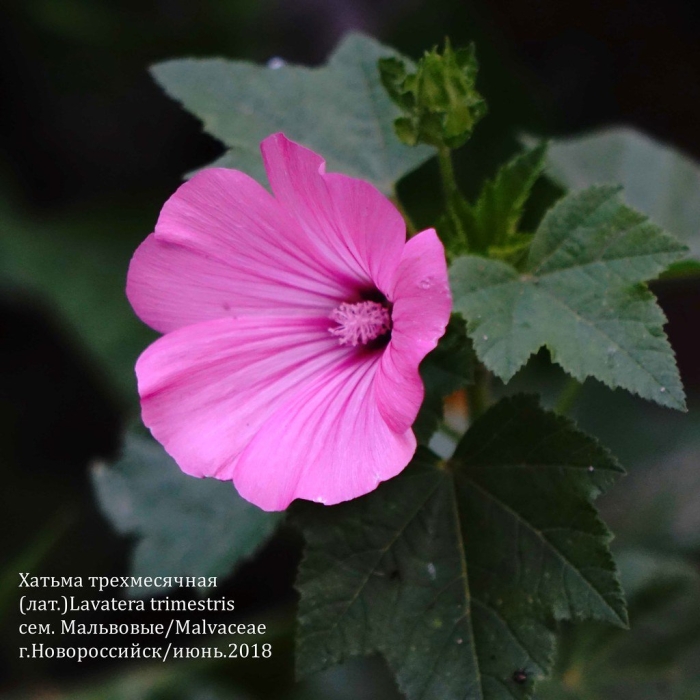 Лаватера однолетняя