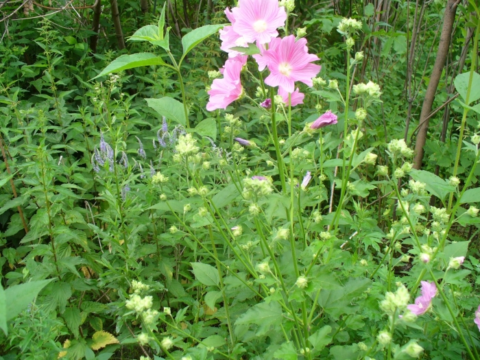 Просвирник алтей