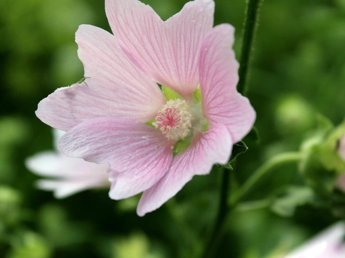 Мальвовые алтей