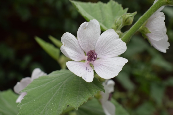 Althaea officinalis