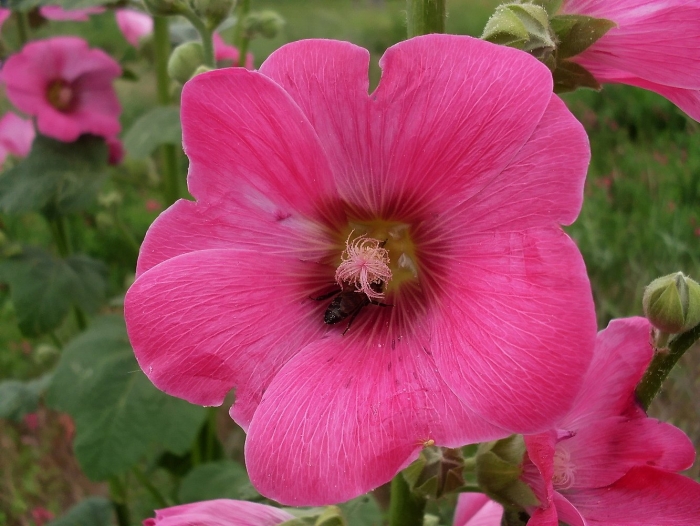 Alcea flavovirens