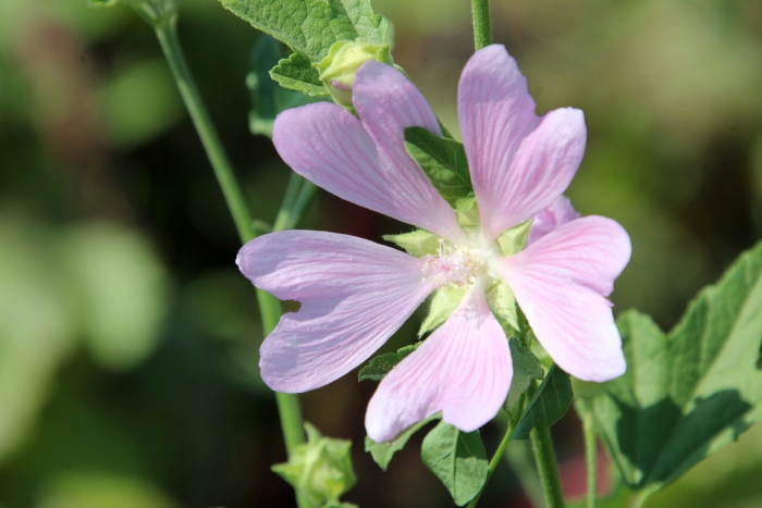 Лаватера тюрингенская