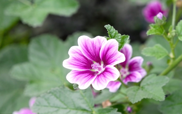 Мальва зебрина