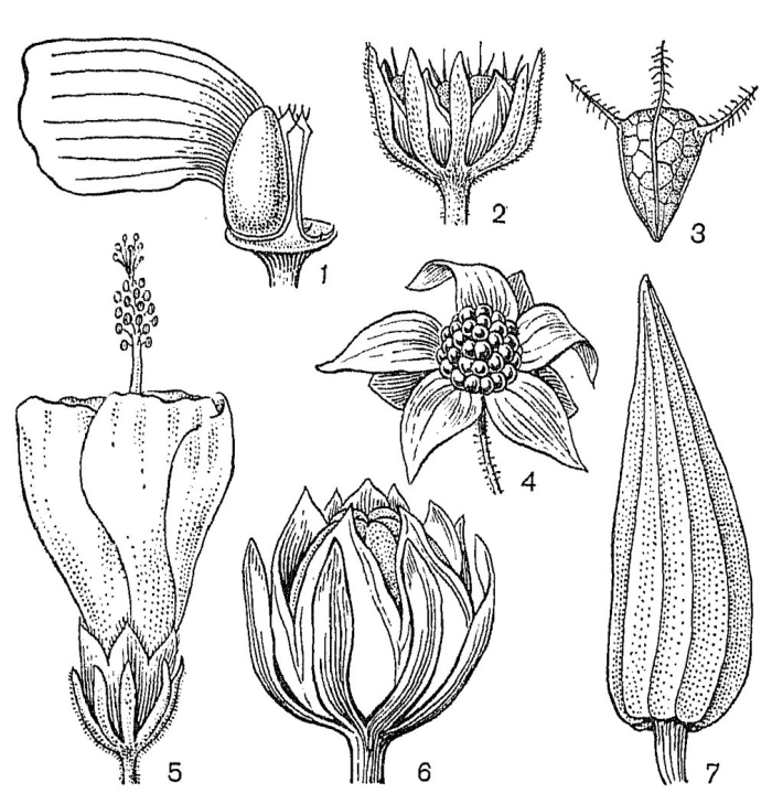 Плод растений