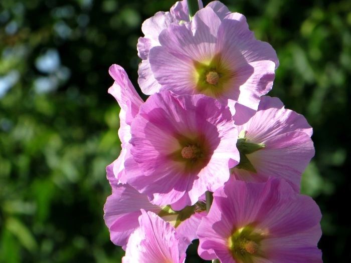 Мальва – alcea rosea