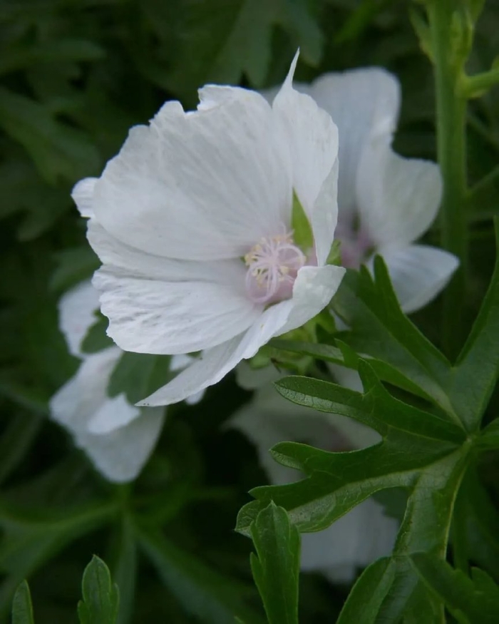 Мальва мускусная просвирник