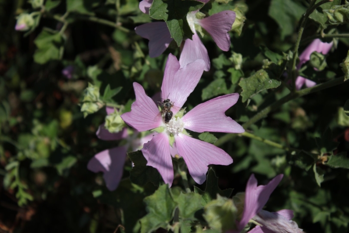 Хатьма тюрингенская