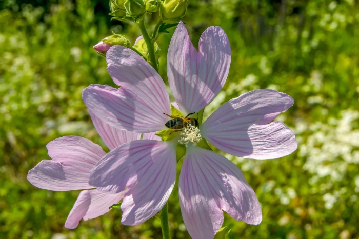 Цветки мальвы